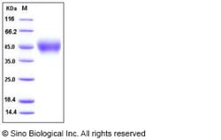 Sino Biological Human IL4R / CD124 Protein (His Tag), Biotinylated 20ug,