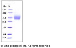 Sino Biological Recombinant Human CD89/FCAR Protein (ECD, His Tag), HPLC-verified,