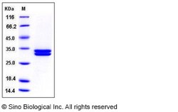 Sino Biological Recombinant Human Kallikrein 7/KLK7 Protein (His Tag),
