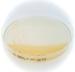 Liofilchem&trade;&nbsp;Middlebrook 7H11 Agar