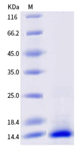 Sino Biological Human / Mouse / Rat / Rhesus / Canine BMP-2 / BMP2A Protein