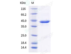Sino Biological Human TGF-beta 3 / TGFB3 Protein (Fc Tag) 100ug, Quantity: