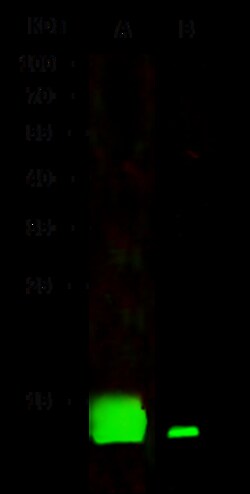 Sino Biological Anti-Cystatin B Antibody, Rabbit Polyclonal, Quantity: