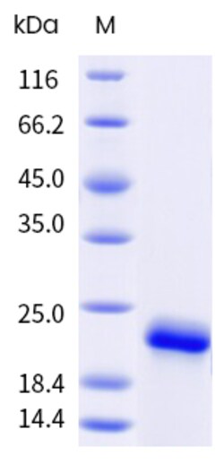 Sino Biological&nbsp;Recombinant Human Cyclophilin A Protein (AVI & His Tag), Avi-tag Biotinylated, HPLC-verified 20 µg