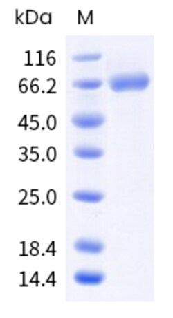 Sino Biological Human MPL Protein 500ug (Sino Biological), Quantity: Each