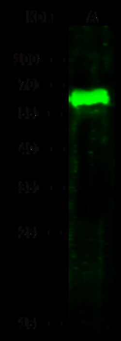 Sino Biological Recombinant Anti-ARSA Antibody, Rabbit Monoclonal, Quantity: