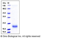 Sino Biological Human SCF / C-kit ligand Protein (aa 1-189, His Tag) 100ug,