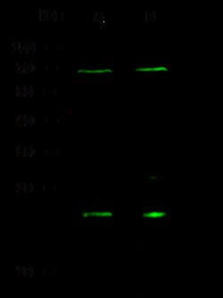 Sino Biological Anti-Oncostatin M/OSM Antibody, Rabbit Polyclonal, Quantity:
