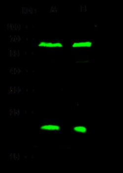 Sino Biological Anti-Oncostatin M/OSM Antibody, Rabbit Polyclonal, Quantity: