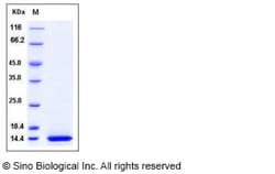 Sino Biological Recombinant Human Eotaxin/CCL11 Protein (His Tag), Quantity: