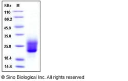 Sino Biological Recombinant Human NKp30/NCR3 Protein (His Tag), HPLC-verified