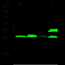 Sino Biological Recombinant Anti-Cathepsin L Antibody, Rabbit Monoclonal,