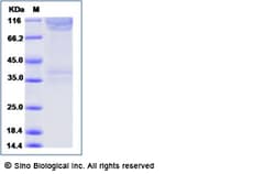 Sino Biological Recombinant Human PSGL-1/CD162 Protein (mFc Tag), Quantity: