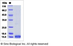 Sino Biological Recombinant Human LEC/CCL16 Protein (His Tag), Quantity: