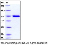 Sino Biological Recombinant Human Carboxypeptidase B1 Protein (His Tag),