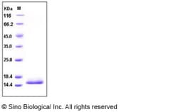 Sino Biological Human Cystatin D / CST5 Protein (His Tag) 20ug, Quantity: