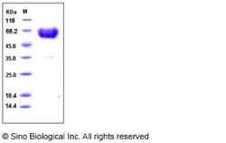 Sino Biological Human TREM1 Protein (His & Fc Tag) 100ug, Quantity: Each