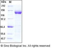 Sino Biological Human Contactin 5 / CNTN5 Protein (His Tag) 50ug, Quantity: