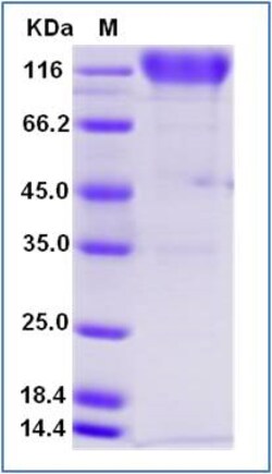 Sino Biological Human PDGFRB Protein (Fc Tag) 100ug, Quantity: Each of