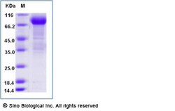Sino Biological Human CD123 / IL3RA Protein (Fc Tag) 50ug, Quantity: Each