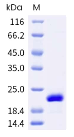 Sino Biological Recombinant Human FGF-10 Protein, HPLC-verified, Quantity: