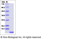 Sino Biological Human CXCL2 / MIP-2 Protein 10ug, Quantity: Each of 1