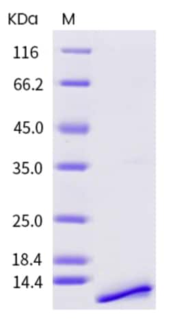 Sino Biological Recombinant Human IGF1 Protein, HPLC-verified, Quantity: