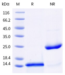 Sino Biological Recombinant Human BMP4 Protein (E399D), Quantity: Each