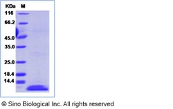 Sino Biological Recombinant Human BCA-1/CXCL13 Protein, Quantity: Each