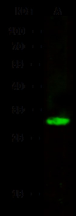 Sino Biological Human CDK2 PAb 100ul (Sino Biological), Quantity: Each