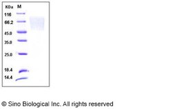 Sino Biological Recombinant Human Fractalkine/CX3CL1 Protein (His Tag),