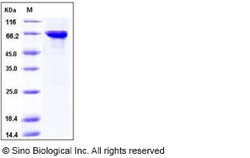 Sino Biological Human MST4 Protein (GST Tag) 50ug, Quantity: Each of 1