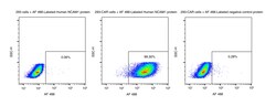 Sino Biological&nbsp;Recombinant Human NCAM-1/CD56 Protein (Site-Specific AF 488 Conjugation, His Tag) 100 µg