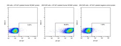 Sino Biological&nbsp;Recombinant Human NCAM-1/CD56 Protein (Site-Specific AF 647 Conjugation, His Tag) 100 µg