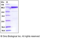 Sino Biological Human PTK6 / Brk Protein (GST Tag) 50ug, Quantity: Each