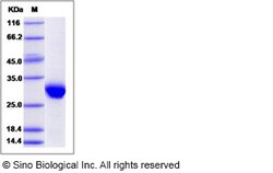 Sino Biological Recombinant Human Apolipoprotein A-I/APOA1 Protein (His