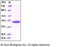Sino Biological Mouse IgG1-Fc Protein (102 Cys/Ser) 100ug, Quantity: Each