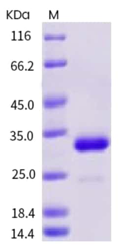 Sino Biological Mouse IgG1-Fc Protein (102 Cys/Ser) 1mg, Quantity: Each