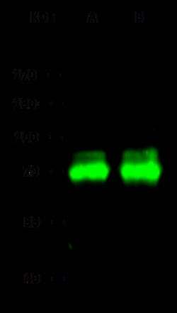 Sino Biological Human ANGPT2 PAb 100ul (Sino Biological), Quantity: Each