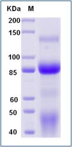 Sino Biological Recombinant Human c-MET/HGFR Protein (ECD, His & AVI Tag),