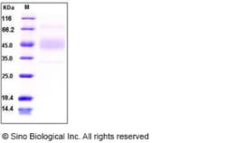 Sino Biological Recombinant Human B7-1/CD80 Protein, Quantity: Each of