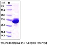 Sino Biological Human IgG1-Fc Protein (103 Cys/Ser) 1mg, Quantity: Each