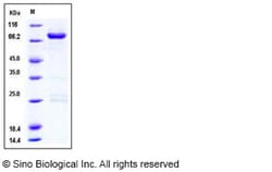 Sino Biological Recombinant Human CLK3 Protein (GST Tag), Quantity: Each