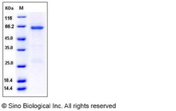 Sino Biological Human TRIB3 / TRB3 Protein (GST Tag) 50ug, Quantity: Each