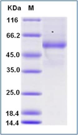 Sino Biological Human CD70 / CD27L / TNFSF7 Protein (Fc & AVI Tag), Biotinylated