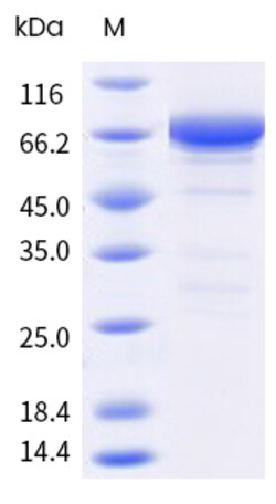 Sino Biological&nbsp;Recombinant Human JNK1 Protein (GST Tag), Biotinylated 20 µg
