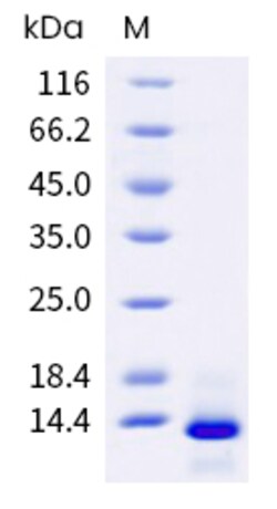 Sino Biological Recombinant Human, Rhesus, Cynomolgus, Canine TGF beta