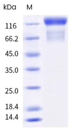 Sino Biological Human FLT4 Protein 20ug (Sino Biological), Quantity: Each