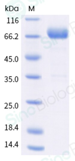 Sino Biological Recombinant Human CD38 Protein (ECD, hFc Tag), HPLC-verified,