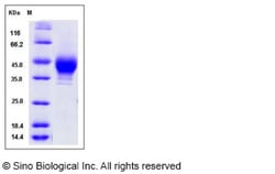 Sino Biological Recombinant Human CD38 Protein (His & FLAG Tag), HPLC-verified,